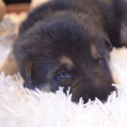 German Shepherd Puppies from VST German Shepherds