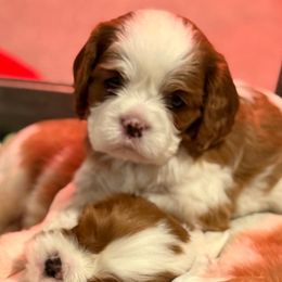 Girl 1 - Blenheim female Cavalier King Charles Spaniel puppy in Washington, North Carolina from Farmhouse Cavaliers NC