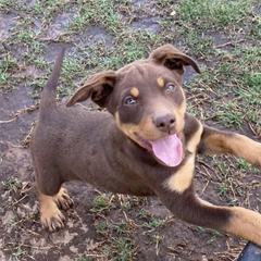 Australian Cattle Dogs and Australian Kelpies from Carben Copy