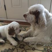 Clumber Spaniels from Stonecrest