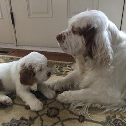 Clumber Spaniels from Stonecrest