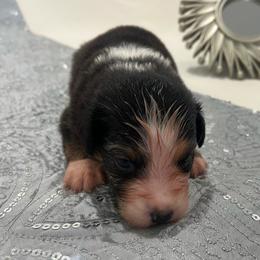 ACE - Black tri-color male Australian Shepherd puppy in Prescott Valley, Arizona from Cu2 Aussies