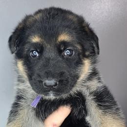 Purple - Black and silver female German Shepherd puppy in Tony, Wisconsin from Muddy Acres German Shepherds