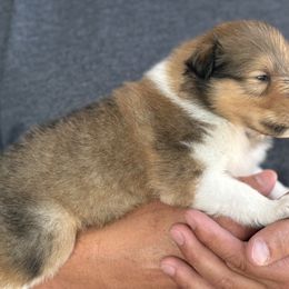 Diva - Sable and white female Collie puppy in Genoa, Ohio from Pyman Collies