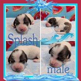 Splash - Piebald male Dachshund puppy in Deckerville, Michigan from Goldie Girls Ranch Dachshunds