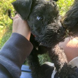 Kerry Blue Terrier Puppies from Eirebear Kerry Blue Terriers