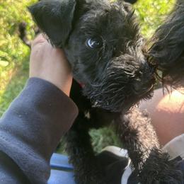 Kerry Blue Terrier Puppies from Eirebear Kerry Blue Terriers