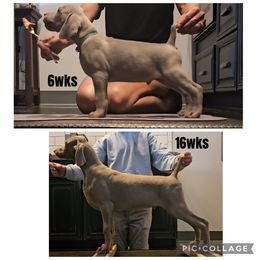 Weimaraner Puppies from So-IN Weimaraner's