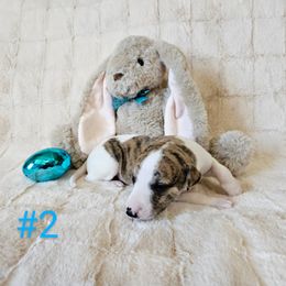 Charlie - White and red brindle Whippet puppy in Fowlerville, Michigan from Bloom's County Kennel