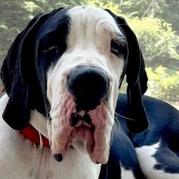 Great Danes from Bluestone Valley Great Danes