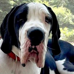 Great Danes from Bluestone Valley Great Danes