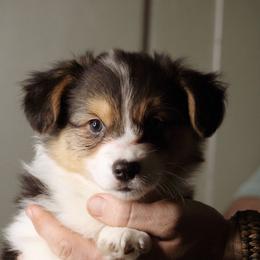 Timothy - Black and tan male Pembroke Welsh Corgi puppy in South Otselic, New York from Ridge Top Corgis