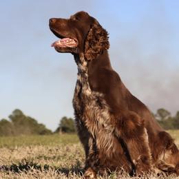 Briar - English Springer Spaniel