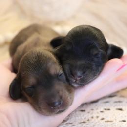 Luna - Black and tan female Dachshund puppy in Nolensville, Tennessee from Boothe’s Dachshunds