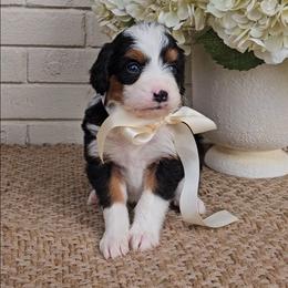 Sailor - Tri-color female Bernedoodle puppy in Russell Springs, Kentucky from 270 Doodles