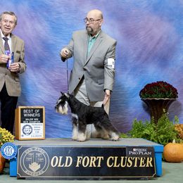 RICO - Miniature Schnauzer