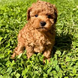 Flora - Red  female Poodle puppy in Morehead, Kentucky from Paw Perfect Pets
