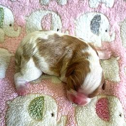 Rosie - Blenheim female Cavalier King Charles Spaniel puppy in Pennsylvania from Julie's Cavalier King Charles Spaniels
