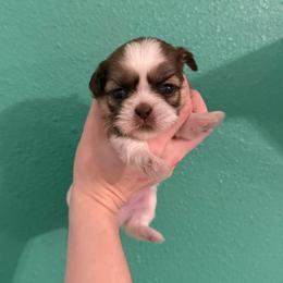 Belle - Liver and white female Shih Tzu puppy in Stroud, Oklahoma from Laik’s Little Shihtz & Poms