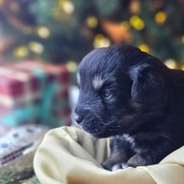 Belle - Black and white female Companion Cross puppy in Decatur, Illinois from We R Puppies