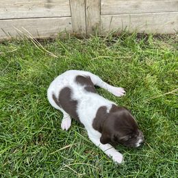 German Shorthaired Pointer Puppies from Chasing Kaya GSP Breeder
