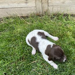 German Shorthaired Pointer Puppies from Chasing Kaya GSP Breeder