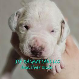Green - White and liver brown male Dalmatian puppy in Conrath, Wisconsin from JSF Dalmatians LLC