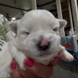 Girl 2 - White female West Highland White Terrier puppy in Edinburg, Texas from Mel’s Westies