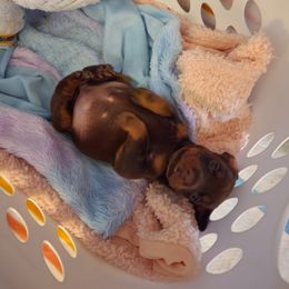 Doberman Pinscher and Pomeranian Puppies from Legendary Kennels