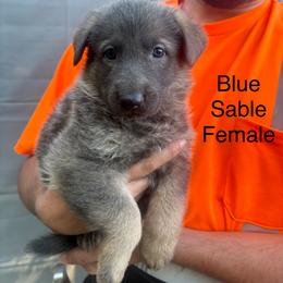 Blue sable female - Blue female German Shepherd puppy in Holladay, Tennessee from Mercedes Gumbel