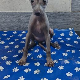 Gia - Blue female Italian Greyhound puppy in Duncanville, Texas from Oremor's