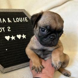 Boy 2 - Fawn male Pug puppy in Norborne, Missouri from Pug Palace