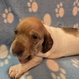 Chocolate and cream dapple piebald smooth - Dapple male Dachshund puppy in Lyle, Washington from Wines Wienery