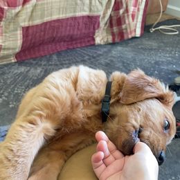 Golden Retriever Puppies from Elm Hollow Golden Retreivers