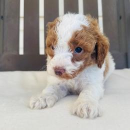 Beckham - Parti male Goldendoodle puppy in Auburn, Indiana from Martin’s Doodles