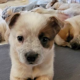 Australian Cattle Dog Puppies from Miller Australian Cattle Dogs