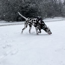 Dalmatian Puppies from RockADal Farm