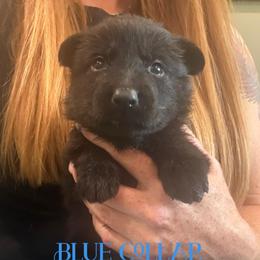 Blue collar - Black male German Shepherd puppy in Canterbury, Connecticut from Nachtwaechter German Shepherds, LLC
