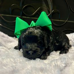 Cole - Black and white male Aussiedoodle puppy in Midlothian, Texas from Gray Doodles