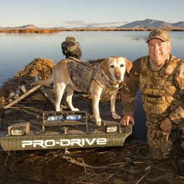 Labrador Retriever All Grown Up from South Wind Labradors