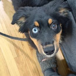 Cobra - Black tri male Miniature Australian Shepherd puppy in Bohemia, New York from Wiggle Bum Ranch