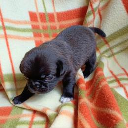 Luna Chocolate (Apricot Black) female - Black female Pug puppy in Blountsville, Alabama from Rock Springs Pugs