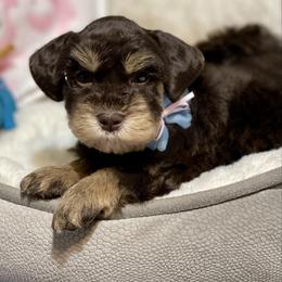 Liver tan female - Liver female Miniature Schnauzer puppy in Calhoun, Georgia from The BrickHouse Miniature Schnauzers