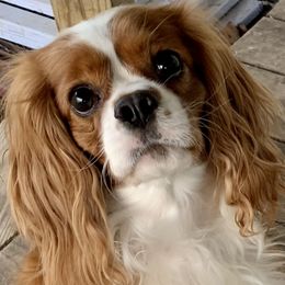 Maizy - Cavalier King Charles Spaniel