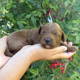 Berry - Red male Assorted Doodle Crosses puppy in Yuba City, California from Lucky Day Doodles