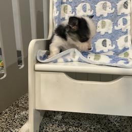 Ethan - Black and tan male Pembroke Welsh Corgi puppy in Morgantown, Pennsylvania from GoldStar Corgis (License Number 18519)