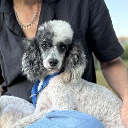 Lana - Poodle