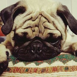 Connor - Pug