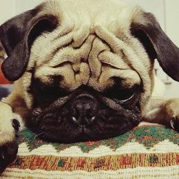 Connor - Pug