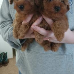 Gingerbread Cookie - Red  male Poodle puppy in Sandpoint, Idaho from Teddy Bear Toy Poodles